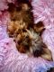YorkiePoo Puppies for sale in Malvern, AR 72104, USA. price: $2,000