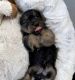 YorkiePoo Puppies for sale in Chino Hills, CA, USA. price: NA