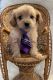 YorkiePoo Puppies for sale in Harrison, MI 48625, USA. price: $600