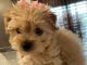 YorkiePoo Puppies for sale in Concord, NC 28027, USA. price: NA