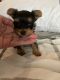 YorkiePoo Puppies for sale in Boston, MA, USA. price: $900