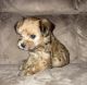 YorkiePoo Puppies for sale in Atascadero, CA 93422, USA. price: $1,800