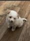 YorkiePoo Puppies for sale in Griffin, GA, USA. price: NA