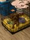 YorkiePoo Puppies for sale in Cumberland County, NJ, USA. price: $1,200