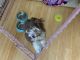YorkiePoo Puppies for sale in Union City, CA, USA. price: NA