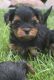YorkiePoo Puppies for sale in Denver, CO 80239, USA. price: $700