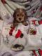 YorkiePoo Puppies for sale in Gadsden, AL, USA. price: $600