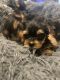 YorkiePoo Puppies for sale in 3201 E Diana Dr, North Las Vegas, NV 89030, USA. price: NA