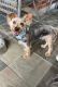 YorkiePoo Puppies for sale in Houston, TX, USA. price: $1,500