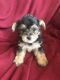 YorkiePoo Puppies for sale in St Joseph, MO, USA. price: $700,800