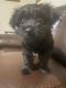 YorkiePoo Puppies for sale in Charlotte, NC, USA. price: $1,500
