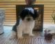 YorkiePoo Puppies for sale in Kalama, WA 98625, USA. price: $1,200