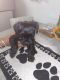 YorkiePoo Puppies for sale in 2061 E 84th Ave, Denver, CO 80229, USA. price: $450