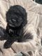 YorkiePoo Puppies for sale in Clarksville, IN, USA. price: NA