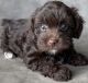 YorkiePoo Puppies for sale in Georgetown, TX, USA. price: $2,100