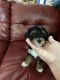 YorkiePoo Puppies for sale in Norwood, OH, USA. price: $80,000