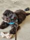 YorkiePoo Puppies for sale in Chicago, IL, USA. price: $1,000