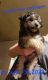 YorkiePoo Puppies for sale in Hattiesburg, MS, USA. price: $800
