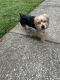 YorkiePoo Puppies for sale in Jacksonville, FL, USA. price: NA