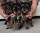 YorkiePoo Puppies for sale in Virginia Beach, VA, USA. price: $500