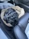 YorkiePoo Puppies for sale in Antioch, CA, USA. price: NA