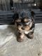 YorkiePoo Puppies for sale in Lexington, KY, USA. price: $1,250