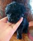 YorkiePoo Puppies for sale in Wonewoc, WI 53968, USA. price: $900
