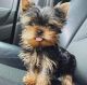 YorkiePoo Puppies for sale in Columbus, OH, USA. price: $250