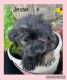 YorkiePoo Puppies for sale in Bennington, IN 47043, USA. price: $400