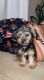 YorkiePoo Puppies for sale in Chicago, IL 60641, USA. price: $1,000