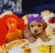 YorkiePoo Puppies for sale in Norwalk, CA, USA. price: $1,200