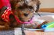 YorkiePoo Puppies for sale in Milwaukee, WI, USA. price: $1,500