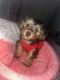 YorkiePoo Puppies for sale in Wilmington, DE, USA. price: $1,500
