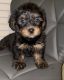 YorkiePoo Puppies for sale in Portsmouth, VA, USA. price: $1,800