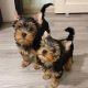 YorkiePoo Puppies for sale in Dallasdreef, 3564 KP Utrecht, Netherlands. price: 400 EUR