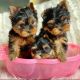 YorkiePoo Puppies