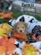 YorkiePoo Puppies for sale in Hanover, PA 17331, USA. price: $1,000