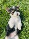 YorkiePoo Puppies for sale in Zillah, WA 98953, USA. price: NA