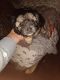 YorkiePoo Puppies for sale in Ashland, OH 44805, USA. price: NA
