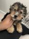 YorkiePoo Puppies for sale in North Las Vegas, NV, USA. price: NA