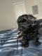 YorkiePoo Puppies for sale in The Woodlands, TX, USA. price: $3,700