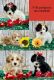 YorkiePoo Puppies for sale in Fletcher, OK 73541, USA. price: $1,200