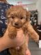 YorkiePoo Puppies for sale in Las Vegas, NV, USA. price: $1,000