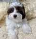 YorkiePoo Puppies for sale in Georgetown, TX, USA. price: $1,500