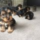 YorkiePoo Puppies for sale in Miami, FL, USA. price: $400