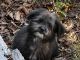 YorkiePoo Puppies for sale in Ludowici, GA 31316, USA. price: NA
