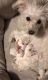 YorkiePoo Puppies for sale in Sallisaw, OK 74955, USA. price: $500