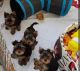 YorkiePoo Puppies for sale in Albany, NY, USA. price: NA