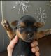 YorkiePoo Puppies for sale in Sacramento, CA 95838, USA. price: $1,400