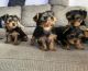 YorkiePoo Puppies for sale in St. Louis, MO, USA. price: $500